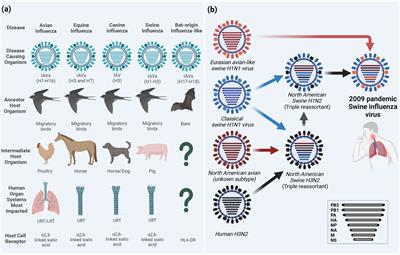 Frontiers | Zoonosis And Zooanthroponosis Of Emerging Respiratory Viruses